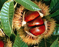 교목(밤나무) 이미지